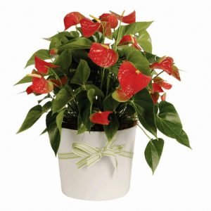 עציצים נשפכים